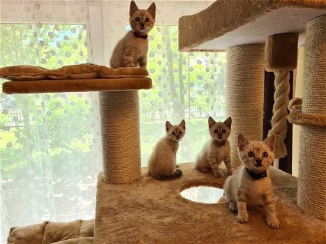 3 vrouwelijke 1 mannelijke Bengaalse kittens beschikbaar geï - 0