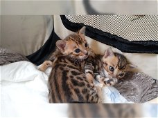 Mooie Bengaalse kittens