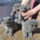 Brits korthaar kittens - 0 - Thumbnail