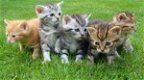 Geweldige kittens voor adoptie - 0 - Thumbnail