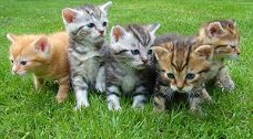 Geweldige kittens voor adoptie