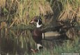 Canada Ontario male wood duck - 0 - Thumbnail