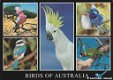 Australie Birds of Australia - 0 - Thumbnail