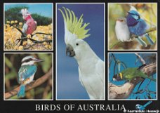 Australie Birds of Australia