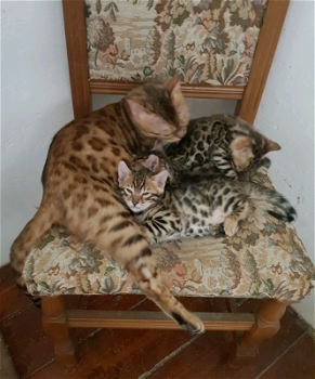 2 Bengaalse kittens beschikbaar.. - 0