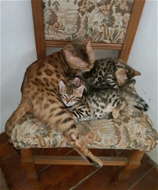 2 Bengaalse kittens beschikbaar..