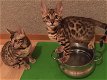2 Bengaalse kittens beschikbaar.. - 2 - Thumbnail