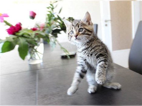 Leuke Bengaalse kittens nu klaar. - 0