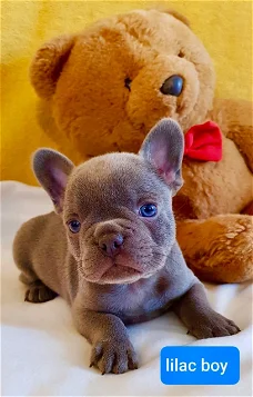 mannelijke en vrouwelijke Franse bulldog-puppy's nu beschikbaar