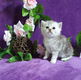 Gezonde Britse korthaar kittens te koop - 0 - Thumbnail