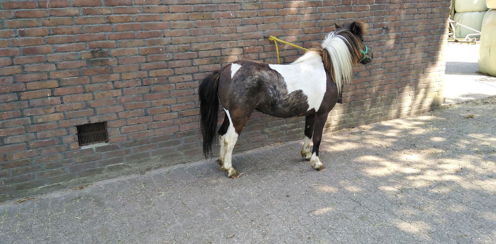 2 zeer mooie echte falabella ponys met stamboom - nr. 1