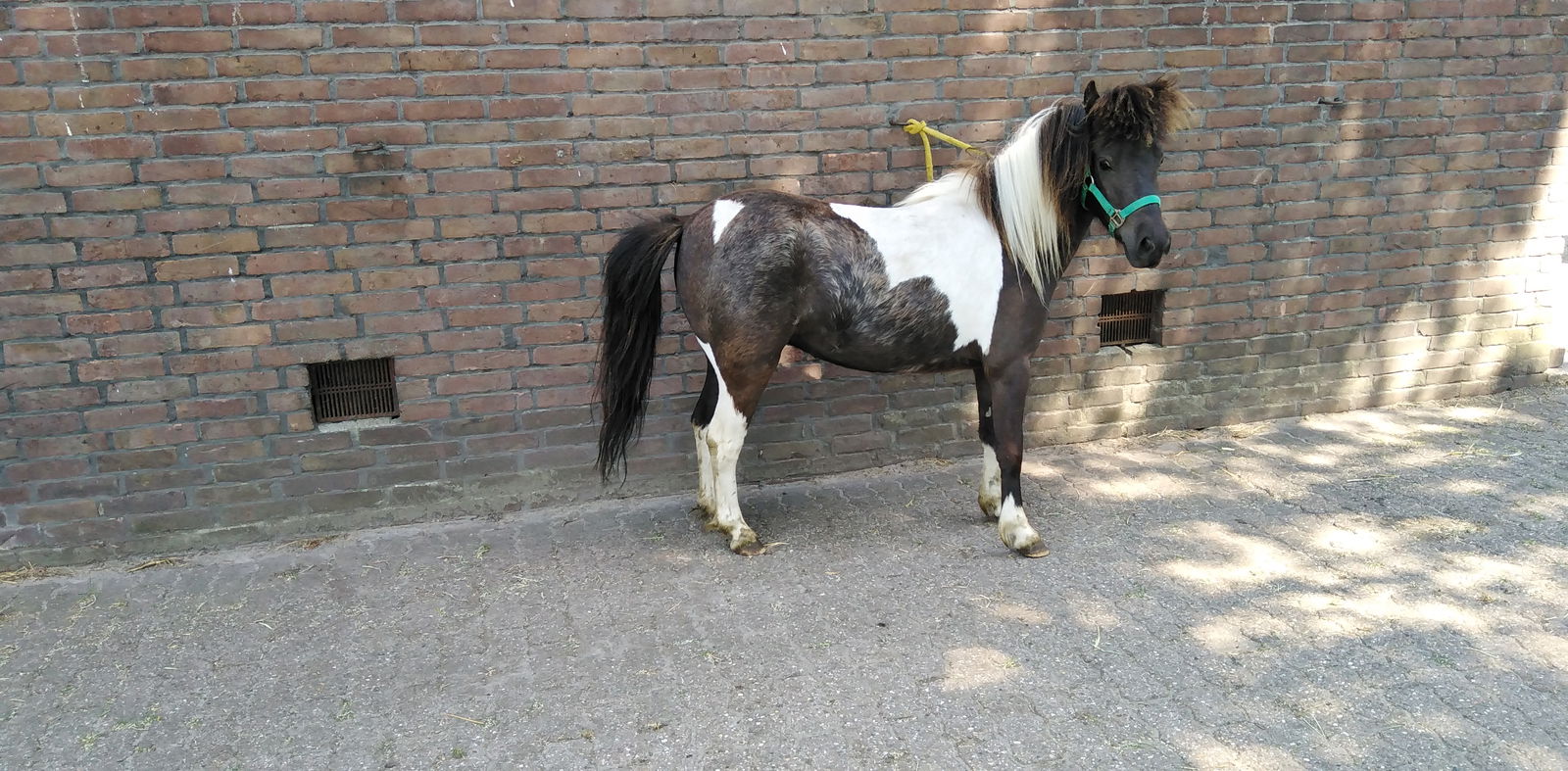 2 zeer mooie echte falabella ponys met stamboom - Afbeelding 2