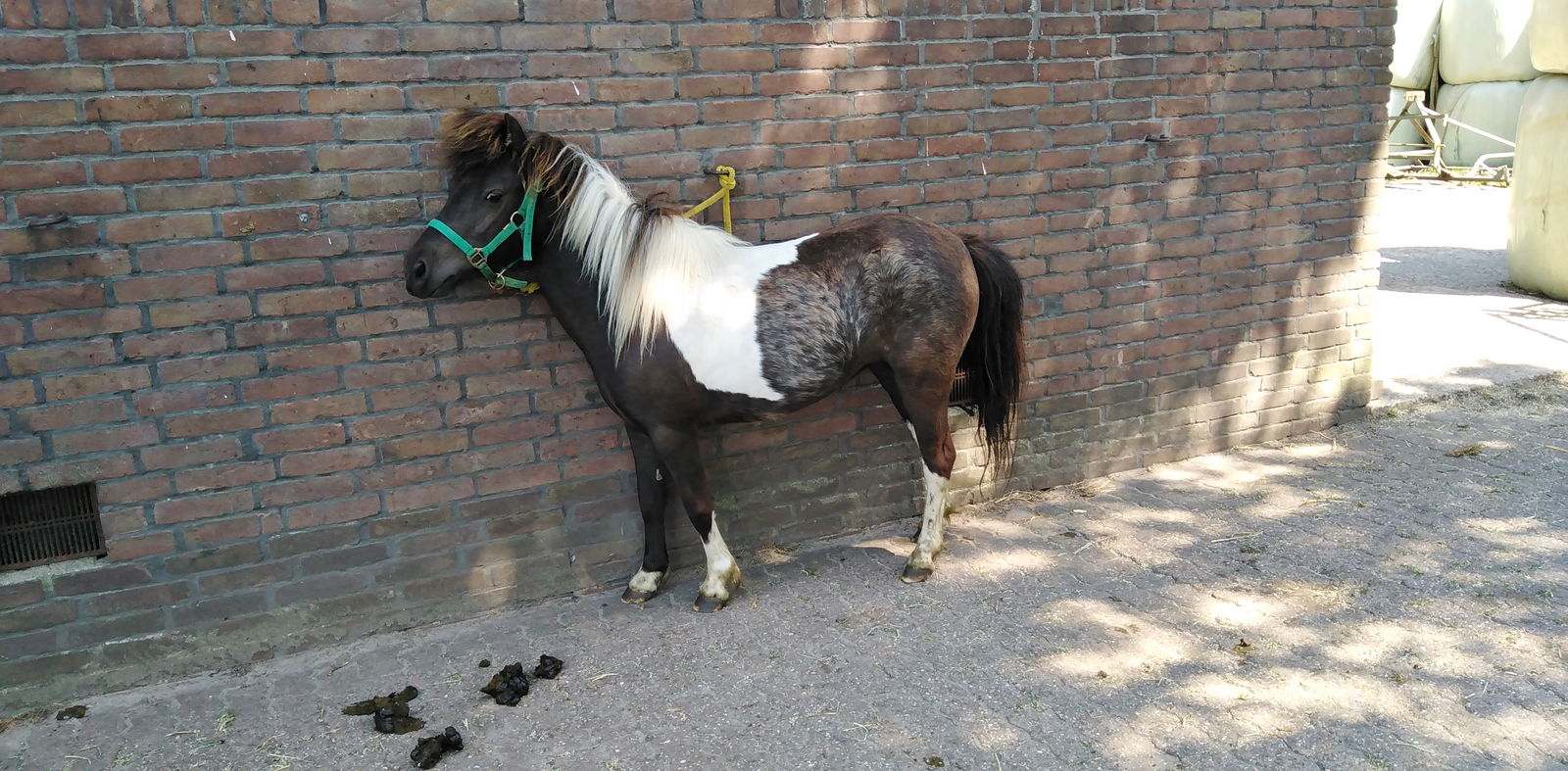 2 zeer mooie echte falabella ponys met stamboom - Afbeelding 3