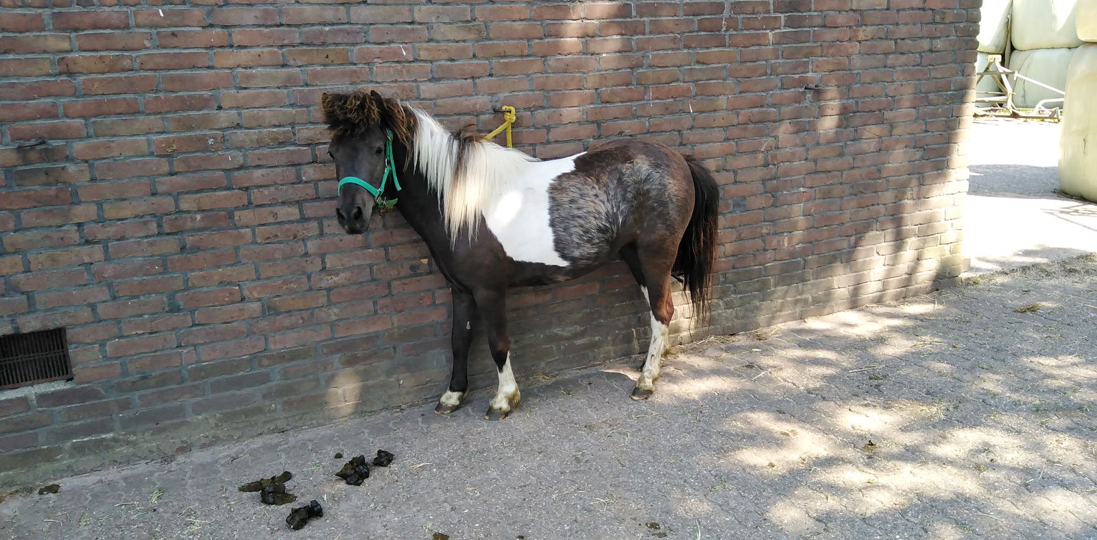 2 zeer mooie echte falabella ponys met stamboom - Afbeelding 4