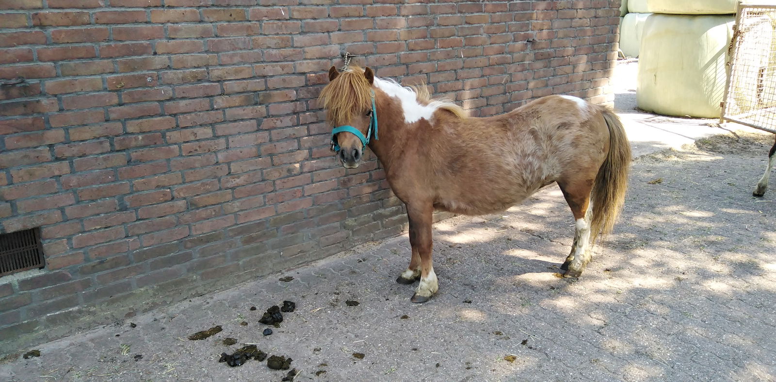 2 zeer mooie echte falabella ponys met stamboom - Afbeelding 5