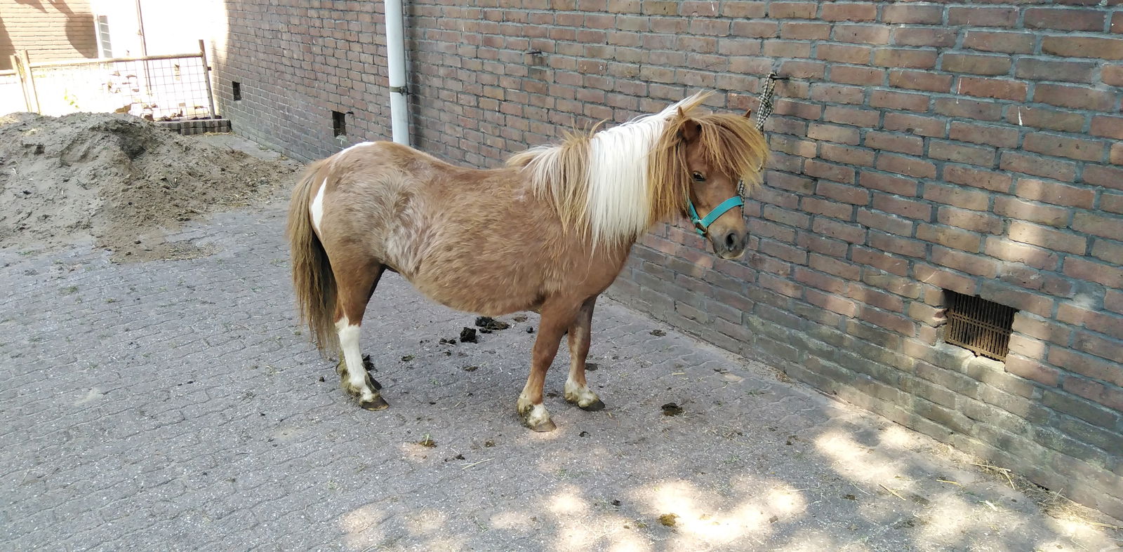 2 zeer mooie echte falabella ponys met stamboom - Afbeelding 6