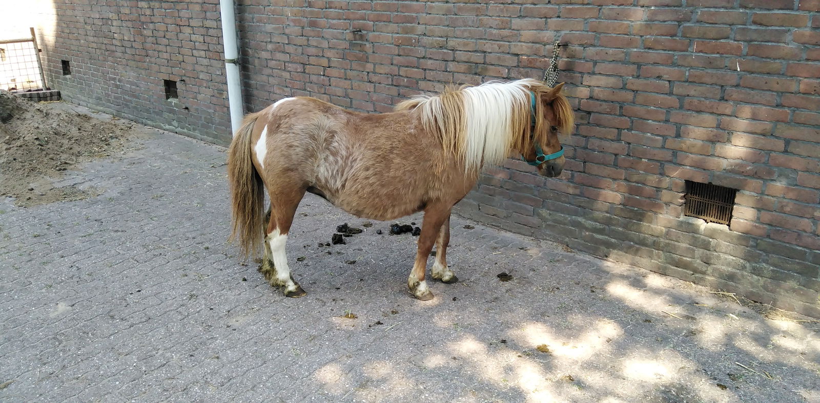 2 zeer mooie echte falabella ponys met stamboom - Afbeelding 7