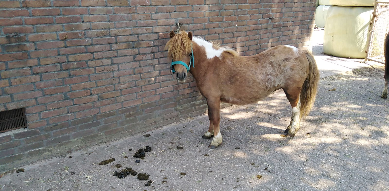 2 zeer mooie echte falabella ponys met stamboom - Afbeelding 8