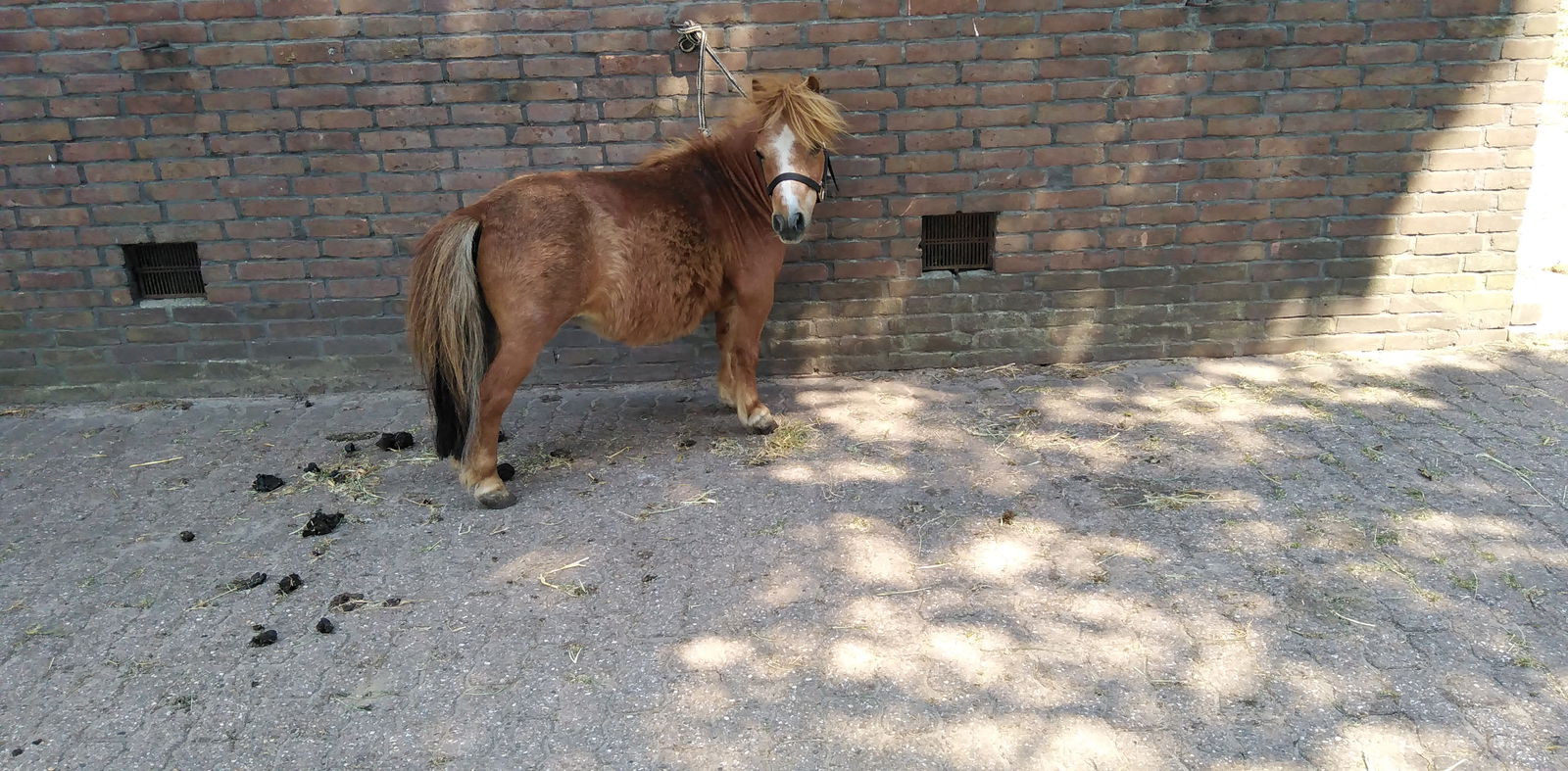 zeer makke mini merrie 74cm - Afbeelding 2