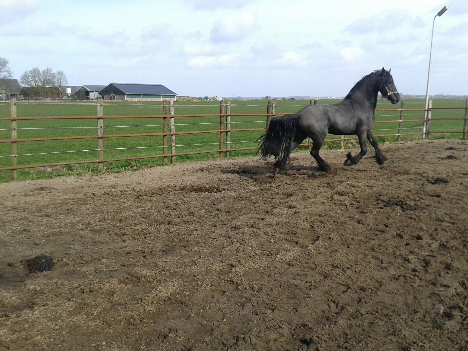 ter dekking 2 super mooie friese hengsten - Afbeelding 3
