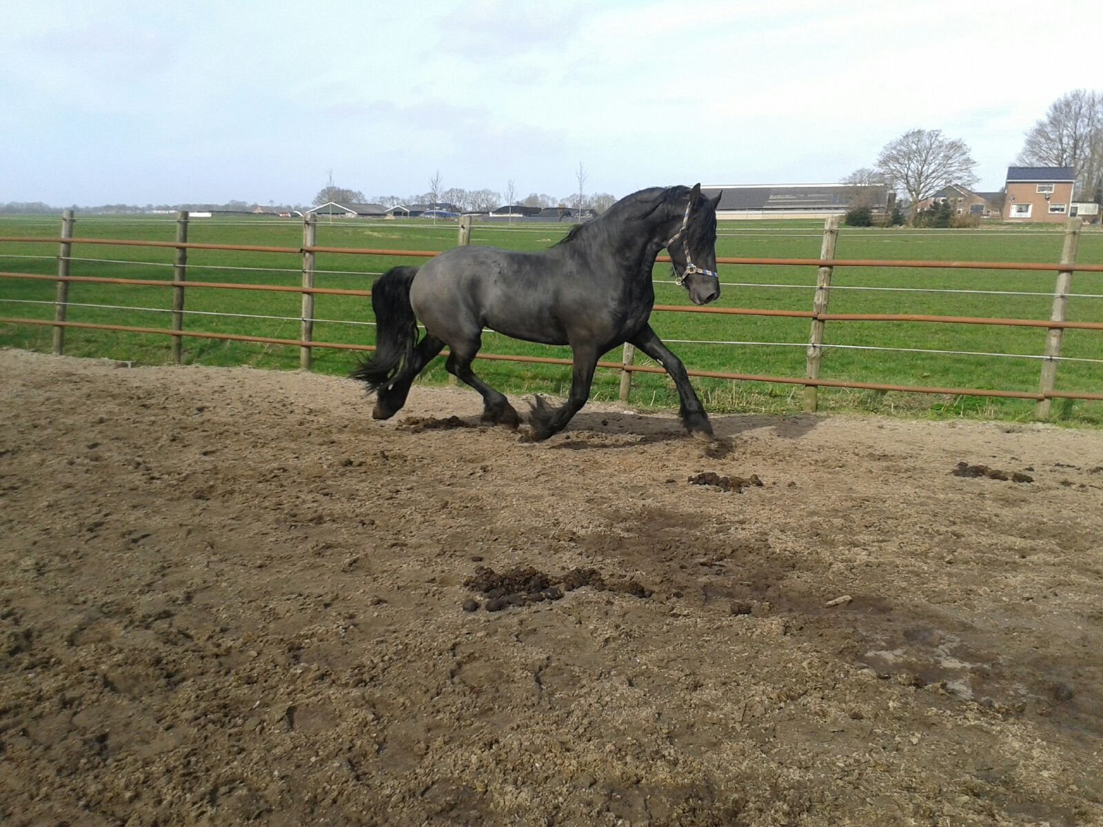 ter dekking 2 super mooie friese hengsten - Afbeelding 4