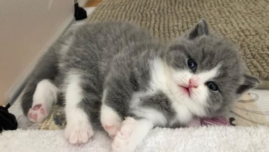 3 prachtige Britse korthaar kitten beschikbaar - 0