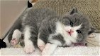3 prachtige Britse korthaar kitten beschikbaar - 0 - Thumbnail