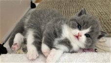 3 prachtige Britse korthaar kitten beschikbaar