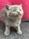 Brits korthaar kittens nu beschikbaar - 0 - Thumbnail