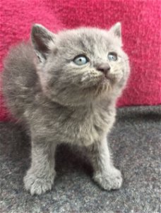 Brits korthaar kittens nu beschikbaar