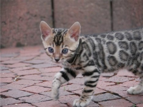 3 vrouwelijke 1 mannelijke Bengaalse kittens beschikbaar geïsoleerd - 0