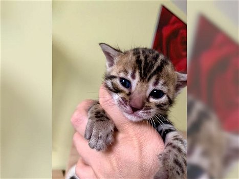 3 vrouwelijke 1 mannelijke Bengaalse kittens beschikbaar geïsoleerd - 0