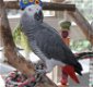 Praten Grijze roodstaart papegaai - 0 - Thumbnail
