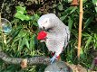 Grijze roodstaart papegaai - 0 - Thumbnail