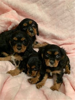 Leuke King Charles Pups beschikbaar - 0