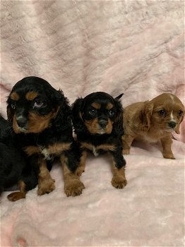 Leuke King Charles Pups beschikbaar - 1