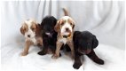 Cockapoo-puppy's beschikbaar - 0 - Thumbnail