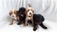 Cockapoo-puppy's beschikbaar