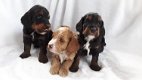 Cockapoo-puppy's beschikbaar - 1 - Thumbnail