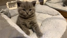 Brits korthaar kittens nu verkrijgbaar