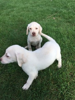 Geregistreerde labrador-puppy's - 0