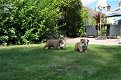 Engelse bulldog puppies - 0 - Thumbnail