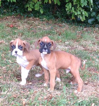 Twee boxer-puppy's beschikbaar - 0