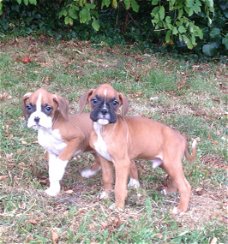 Twee boxer-puppy's beschikbaar