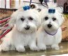 super schattige Maltese puppy's - 0 - Thumbnail