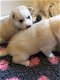 Siberische husky-puppy's beschikbaar - 0 - Thumbnail
