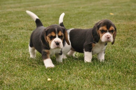 Mooie Beagle Puppies - 0