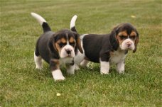 Mooie Beagle Puppies