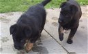 Mannelijke en vrouwelijke puppy's van de Duitse herder - 0 - Thumbnail