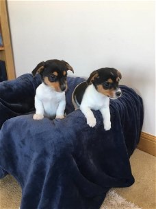 Mooie Jack Russell-puppy's